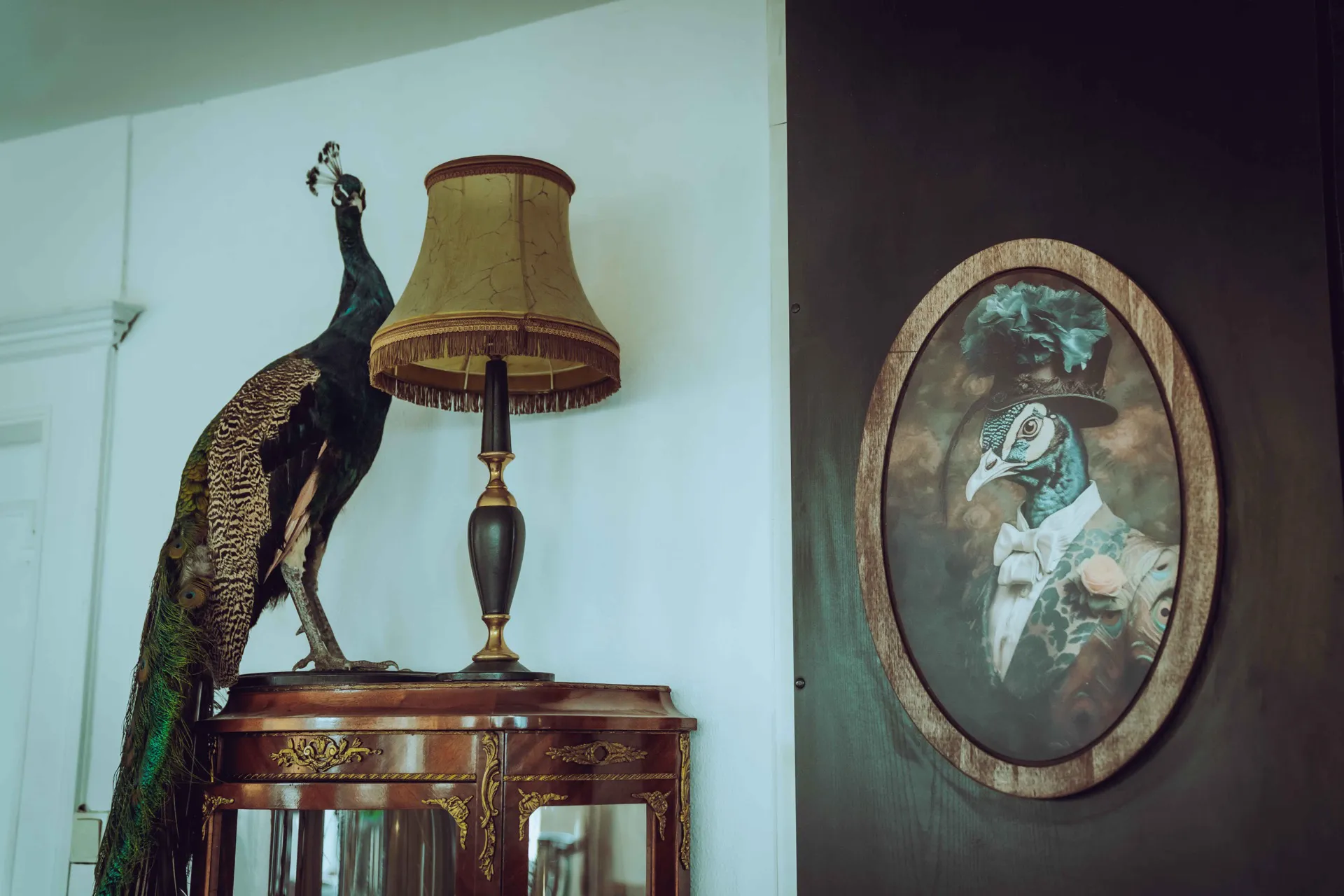 Décor vintage — paon naturalisé et lampe