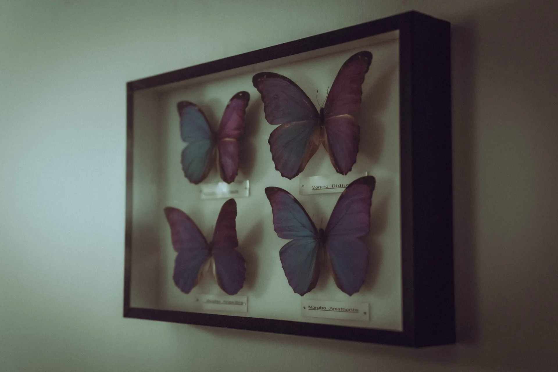 Rasage à l'ancienne à Colmar — Bazaar Barber